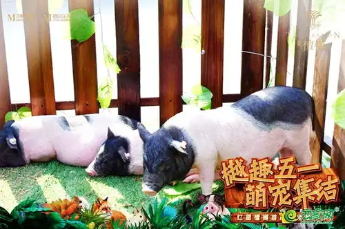 红星檀樾萌宠集结被小可爱们萌翻了