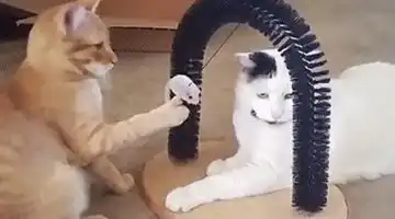 幽默搞笑段子集天知道这只猫心里有多震惊有多慌,哈哈哈哈哈哈