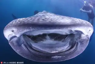 无牙鲸鲨对镜头咧嘴微笑表情超逗乐