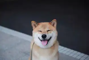 融化人心萌萌哒柴犬maru微笑写真