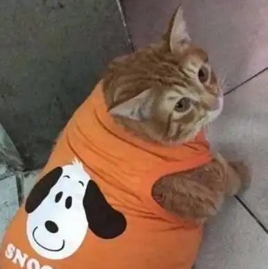 蓝猫有衣服橘猫羡慕不已,下一秒它表情笑翻橘猫我也想有衣服