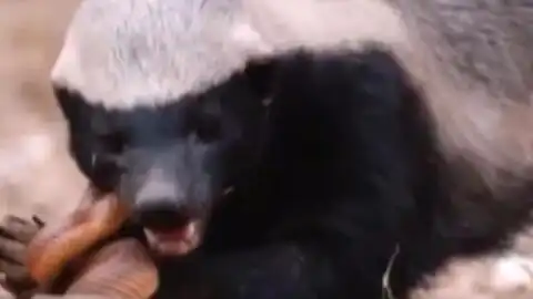 不服就干非洲蜜獾大战美国比特犬,谁更强悍狮子蜜獾太残暴