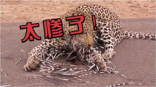 豹子对豪猪穷追不舍,终于忍不住咬了一口,结果受伤的却是自己