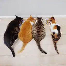 一只很忧伤的猫,被做成表情包了,它叫什么imfine,fkyou.那只