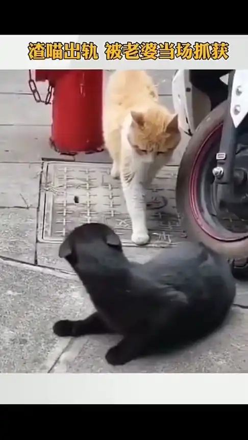 猫咪强行撩妹,老婆捉奸现场,看见后当场下跪求饶