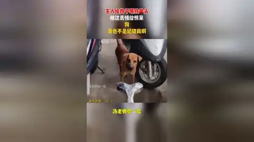 主人给狗子喂铁骨头,被这表情给惊呆,狗我也不是纪晓岚啊