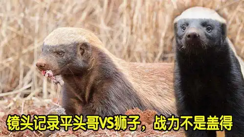 身材小巧的平头哥,竟然敢挑战草原之王狮子,它胜算的几率大吗