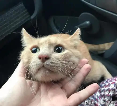 再次劝告太多人养猫后,出现这些怪异现象