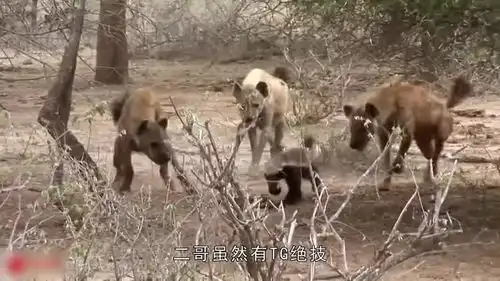 蜜獾遭鬣狗群与野狗群包围凭一己之力硬是突出重围,超给力