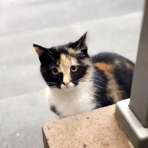 一大波土耳其猫送给你