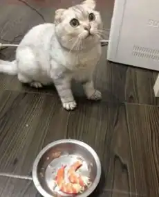 主人傍晚给猫咪加餐,下一秒看到它这表情,主人当场笑尿了
