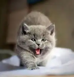 求可爱美丽的英国短毛猫图片,最好多点谢谢