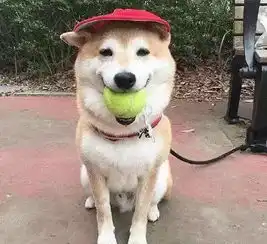 养一只笑眯眯的柴犬,保你每天乐观好心情