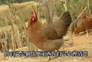 鸡年斗图必备不用这些鸡之表情包怎么好意思跟别人聊天