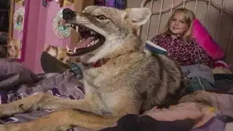 土狼狗