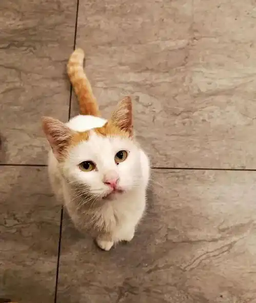 猫咪每天就一副吃不饱的臭脸