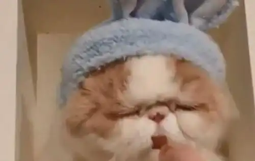 猫咪睡觉的时候被主人用零食唤醒,不料它下意识是这个表情