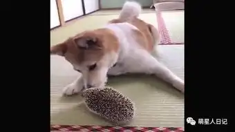 汪星人想和刺猬一起玩耍却又怕被刺伤,真捉急