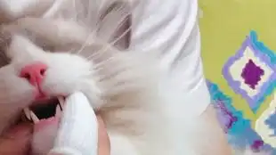 布偶猫小咪系列3生无可恋剪爪记一个美少年猫的睡前保养步骤