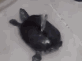 搞笑gif段子两个坏蛋欺负我,人家跳的好好的为啥这么敷衍我难道我跳的不