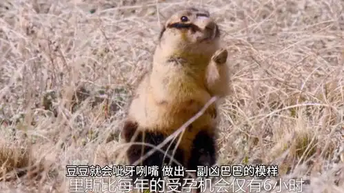 狗狗不想剪指甲,还呲牙咧嘴凶主人,一见主人拿菜刀立马乖乖就范