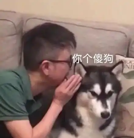 表情包萌犬别拉我我要去赚钱