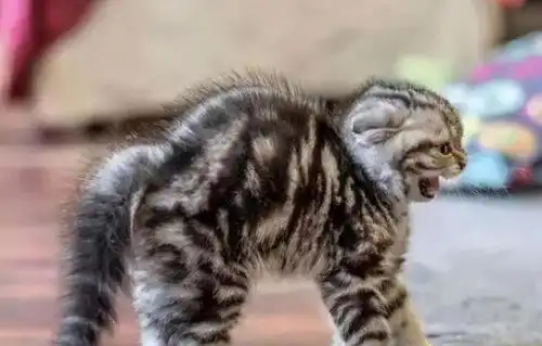 猫咪这6个表现,是真的很生气,别以为开玩笑