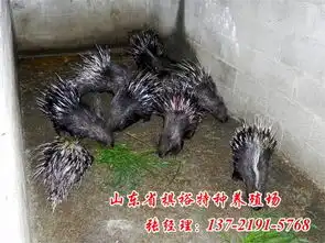 豪猪养殖场报价厂家