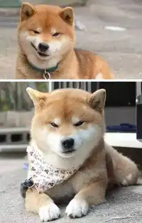 用了这么久,终于找到这些表情包的本尊了