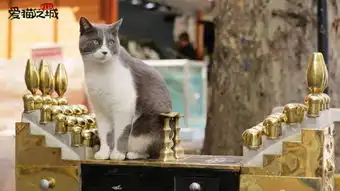 爱猫之城mv海报双发9月22日开启治愈之旅