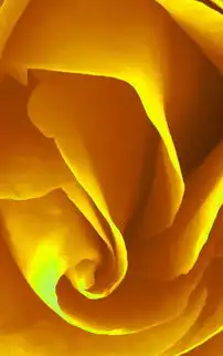 红色玫瑰壁纸图片