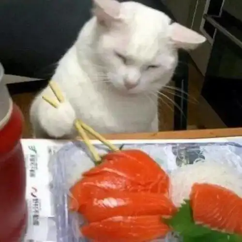 哭了,受害猫讲述黑暗生活,饱受人类性骚扰