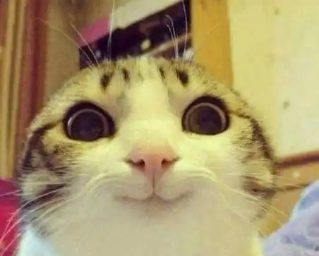 猫咪微笑的表达什么意思吗