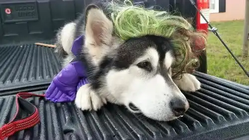 打扮过后,阿拉斯加犬就一直在哭,对主人打扮的风格不满意