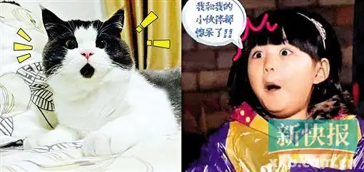 萌猫撞脸王诗龄嘴下有黑毛常年保持吃惊表情