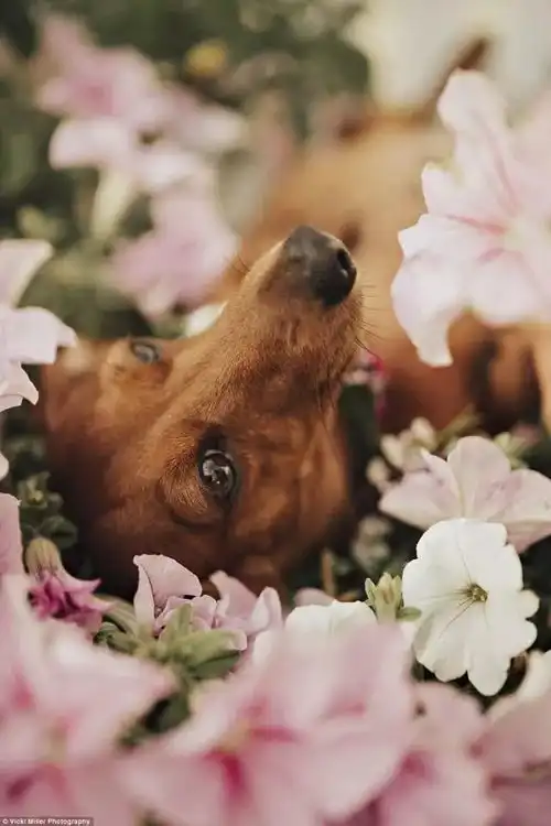 一组超美的孕妈写真,主角是一只怀孕的狗妈妈